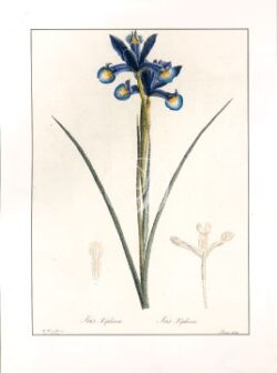 Iris Xiphium