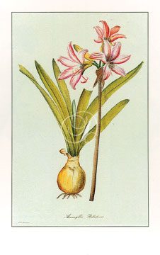 Amaryllis Belladonna