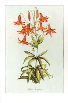 Lilium Pendiflorum