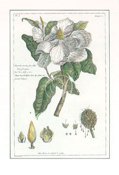 Magnolia