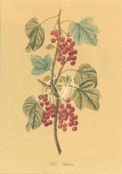 Ribes Rubrum