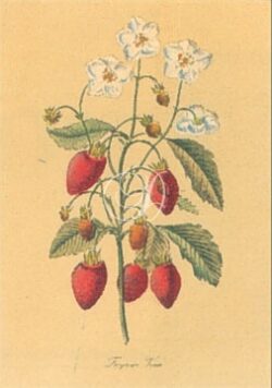 Fragaria Vesca