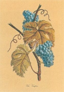 Vitis Vinitera