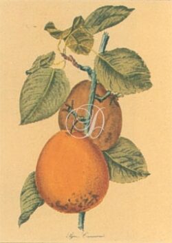 Pyrus Communis