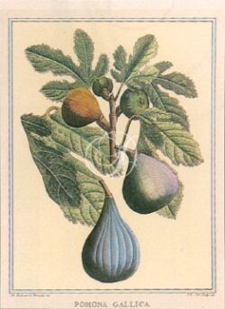 Fig / Pomona Gallica