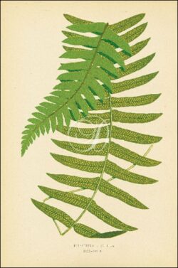 Polypodium Dissimile