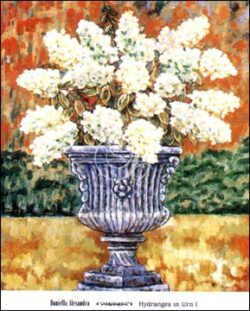 Hydrangea in Urn I