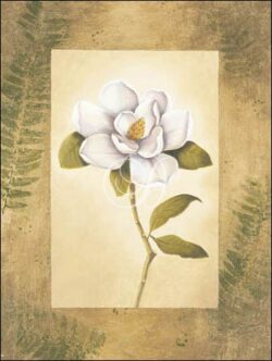 Magnolia