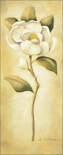 Magnolia II