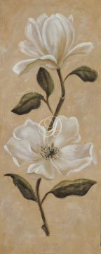 Magnolia