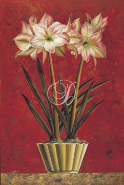 Striped Amaryllis II