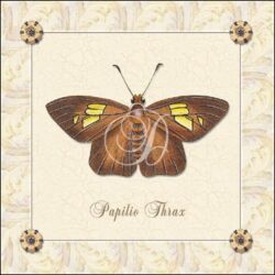 Papilio Thrax