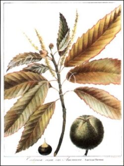 American Chestnut