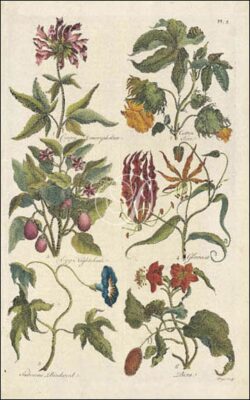 Botanicals