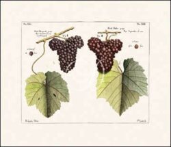 Antique Grapes II