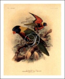 Rosenberg's Lory