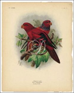 Wallace's Lory