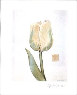 Tulip II