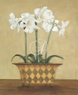 Amaryllis in Checkered Vase