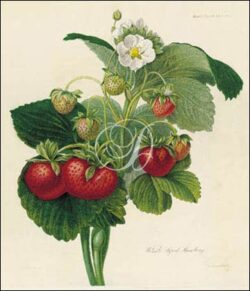 Wilmot's Superb Strawberry