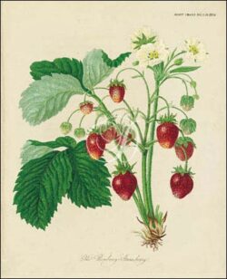 The Roseberry Strawberry