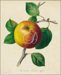 The Brabant Bellefleur Apple