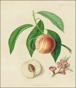 The Acton Scott Peach