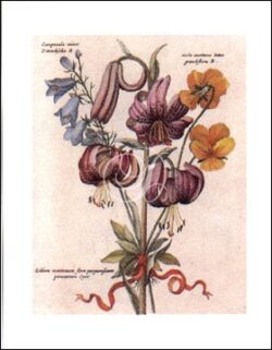 Lilium Montanum Flore