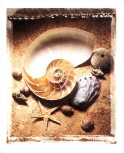 Seashell Series I