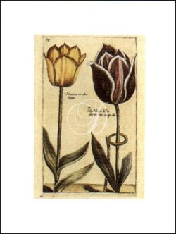 Tulipa 54