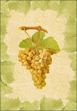 Antique Grapes - Terret Blanc