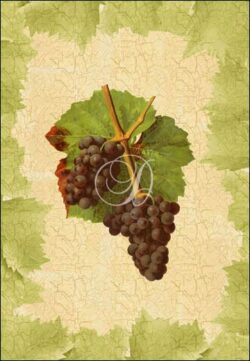 Antique Grapes - Gougenot