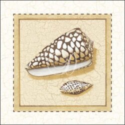 Seashells I