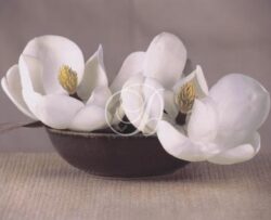 Magnolias In Raku Bowl I