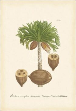 Palm Coccifera